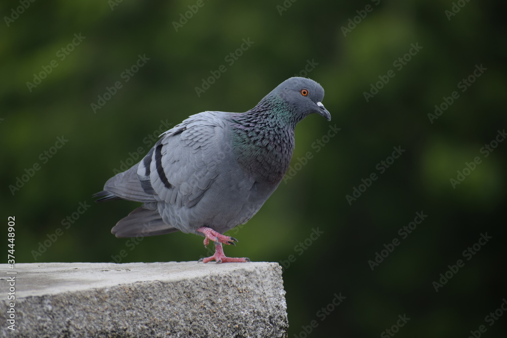 Indian Pigeon OR Rock Dove - The rock dove, rock pigeon, or common pigeon is a member of the bird family Columbidae. In common usage, this bird is often simply referred to as the Indian Pigeon OR Rock Dove - The rock dove, rock pigeon, or common pigeon is a member of the bird family Columbidae. In common usage, this bird is often simply referred to as the