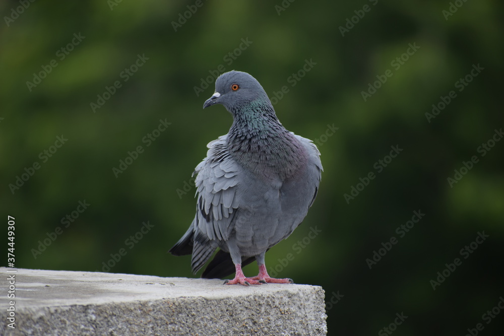 Obraz premium Indian Pigeon OR Rock Dove - The rock dove, rock pigeon, or common pigeon is a member of the bird family Columbidae. In common usage, this bird is often simply referred to as the 