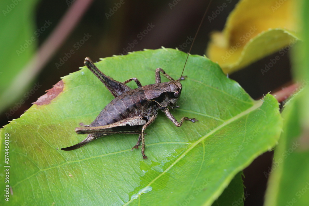 Gemeine Strauchschrecke - Pholidoptera griseoaptera Gemeine Strauchschrecke - Pholidoptera griseoaptera