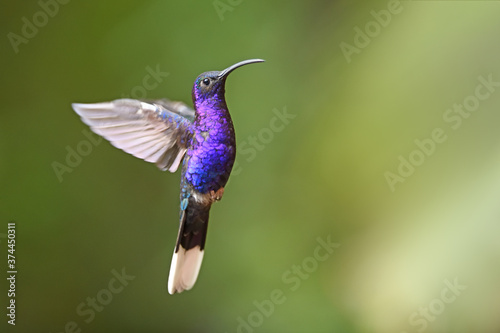 Violet sabrewing is flying in air © PetrDolejsek