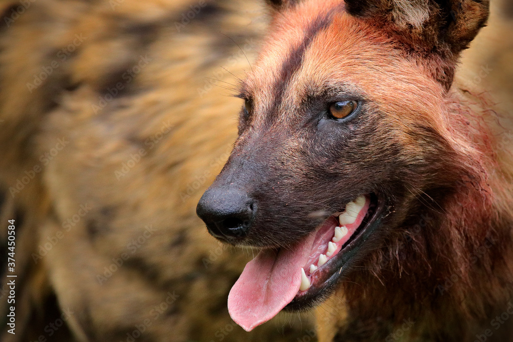 Are African Wild Dogs Dangerous