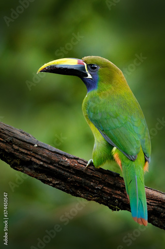 Blue-throated Toucanet, Aulacorhynchus caeruleogularis, green toucan in the nature habitat, mountains in Costa Rica. Wildlife scene from tropic forest. Green bird sitting on the branch.
