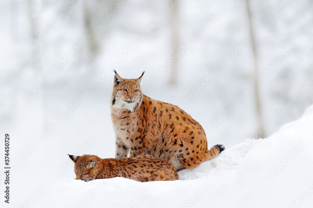 Naklejka premium Lynx in nature wildlife habitat. Eurasian Lynx in winter. Wildlife scene from Czech nature. Snowy cat in nature habitat. Mother with young, wild cat family.