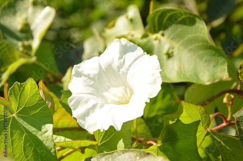 Close up of the white flowers of Calystegia sepium (hedge bindweed, Rutland beauty, bugle vine, heavenly trumpets, bellbind) photo