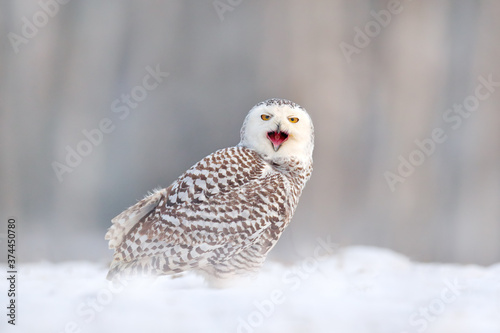 White owl in flight. Snowy owl, Nyctea scandiaca, rare bird flying above the meadow. Winter action scene with open wings, Finland. Larch winter forest in the background. © ondrejprosicky
