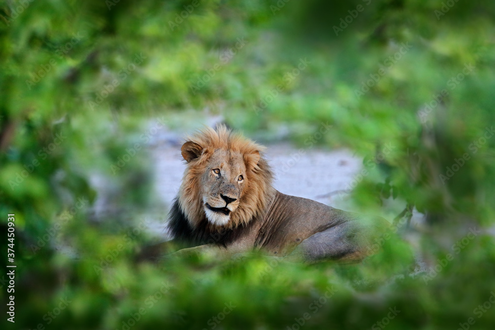 Lion with open muzzle with tooth. Portrait of pair of African lions, Panthera leo, detail of big animals, Okavango delta, Botswana, Africa. Cats in nature habitat. Lion in the forest habitat. Lion with open muzzle with tooth. Portrait of pair of African lions, Panthera leo, detail of big animals, Okavango delta, Botswana, Africa. Cats in nature habitat. Lion in the forest habitat.