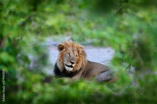 Lion with open muzzle with tooth. Portrait of pair of African lions, Panthera leo, detail of big animals, Okavango delta, Botswana, Africa. Cats in nature habitat. Lion in the forest habitat.