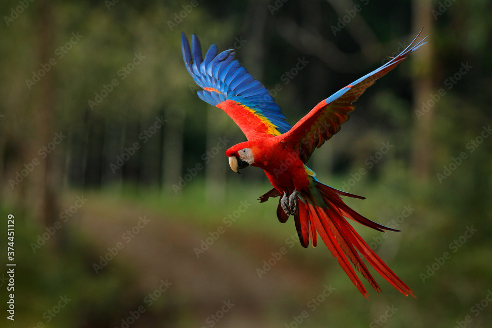 Multicolor 16x16 Ara Green-winged Scarlet macaw Fun design ARA parrot Save the Rainforrest Bird birdwatcher Lover Sun Throw Pillow 