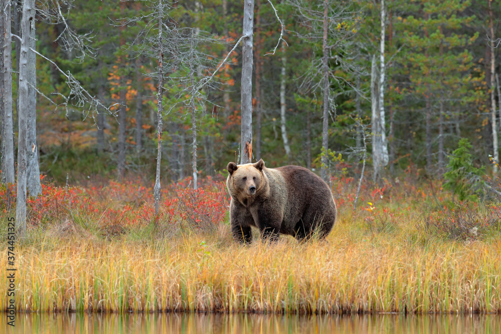 Bear hidden in yellow forest. Autumn trees with bear. Beautiful brown bear walking around lake, fall colours. Big danger animal in habitat. Wildlife scene from nature, Russia. Bear hidden in yellow forest. Autumn trees with bear. Beautiful brown bear walking around lake, fall colours. Big danger animal in habitat. Wildlife scene from nature, Russia.