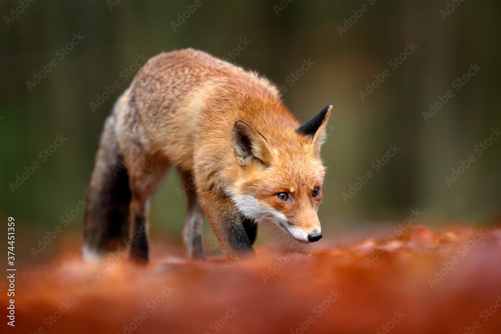 Red fox running on orange autumn leaves. Cute Red Fox, Vulpes vulpes in fall forest. Beautiful animal in the nature habitat. Wildlife scene from the wild nature, Germany Europe. Cute animal in habitat Red fox running on orange autumn leaves. Cute Red Fox, Vulpes vulpes in fall forest. Beautiful animal in the nature habitat. Wildlife scene from the wild nature, Germany Europe. Cute animal in habitat
