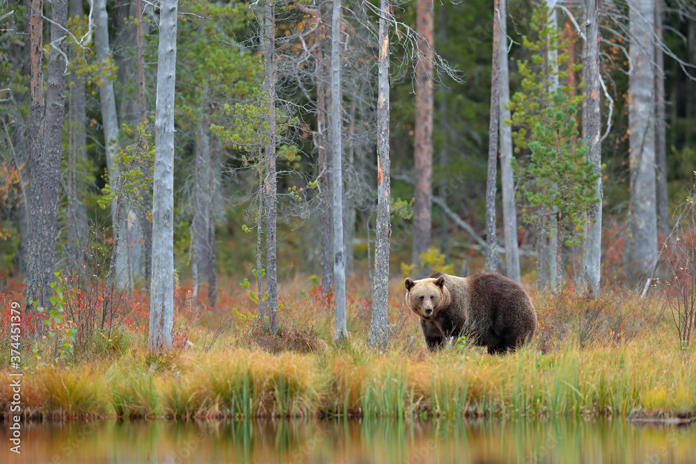 Bear hidden in yellow forest. Autumn trees with bear. Beautiful brown bear walking around lake, fall colours. Big danger animal in habitat. Wildlife scene from nature, Russia. Bear hidden in yellow forest. Autumn trees with bear. Beautiful brown bear walking around lake, fall colours. Big danger animal in habitat. Wildlife scene from nature, Russia.