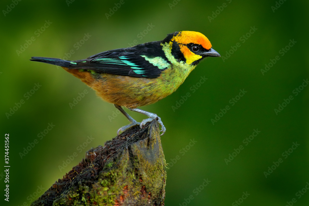 Flame-faced tanager, Tangara parzudakii, sitting on beautiful mossy branch. Bird from Mindo, Ecuador. Birdwatching in South America. Animal in the green forest.