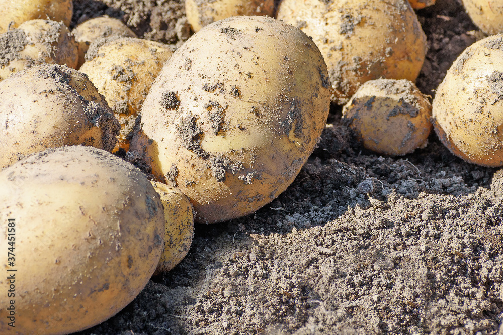 Potatoes dug out of the wet earth are dried in the rays of the autumn sun Potatoes dug out of the wet earth are dried in the rays of the autumn sun