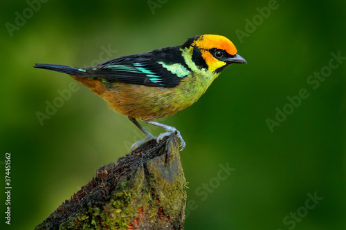 Flame-faced tanager, Tangara parzudakii, sitting on beautiful mossy branch. Bird from Mindo, Ecuador. Birdwatching in South America. Animal in the green forest. photo