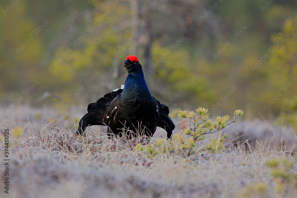 Black grouse on the pine tree. Nice bird Grouse, Tetrao tetrix, in marshland, Russia. Spring mating season in the nature. Wildlife scene from north Europe. Black bird with red crest, white tail. Black grouse on the pine tree. Nice bird Grouse, Tetrao tetrix, in marshland, Russia. Spring mating season in the nature. Wildlife scene from north Europe. Black bird with red crest, white tail.