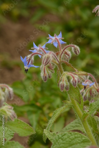 Borago officinalis: edible flowers bloom in the garden in summer photo