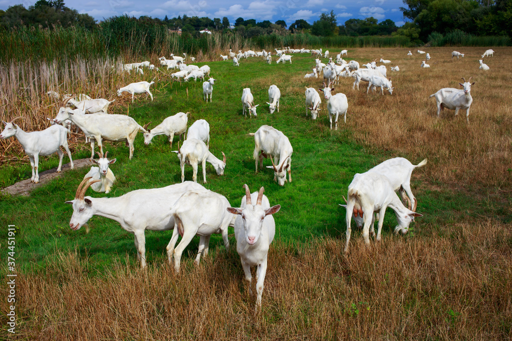 Fototapeta premium Goats graze on the field