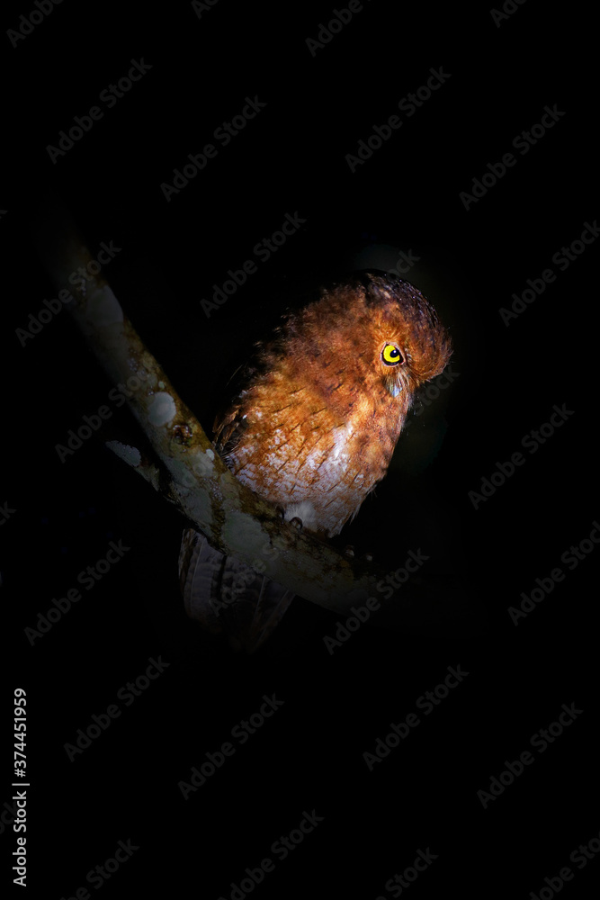 Santa Marta screech owl, Megascops gilesi, owl in the family Strigidae, only from the Sierra Nevada de Santa Marta in Colombia. Rare endemic owl sitting on the branch in dark night. Bird in habitat.