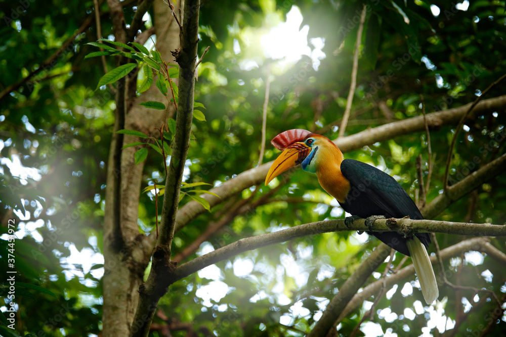 Knobbed Hornbill, Rhyticeros cassidix, from Sulawesi, Indonesia. Rare exotic bird by the nest, sitting on the branch in the green tropic forest. Hornbill in Tangkoko NP in Asia. Wildlife nature. Knobbed Hornbill, Rhyticeros cassidix, from Sulawesi, Indonesia. Rare exotic bird by the nest, sitting on the branch in the green tropic forest. Hornbill in Tangkoko NP in Asia. Wildlife nature.