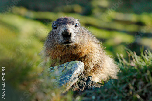 Cute fat animal Marmot, sitting in the grass with nature rock mountain habitat, Alp, Italy. Wildlife scene from wild nature. Funny image, detail of Marmot.