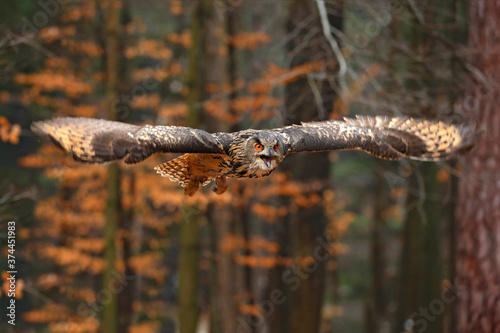 Bilde på lerret Eurasian Eagle Owl, Bubo bubo, with open wings in flight, forest habitat in background, orange autumn trees