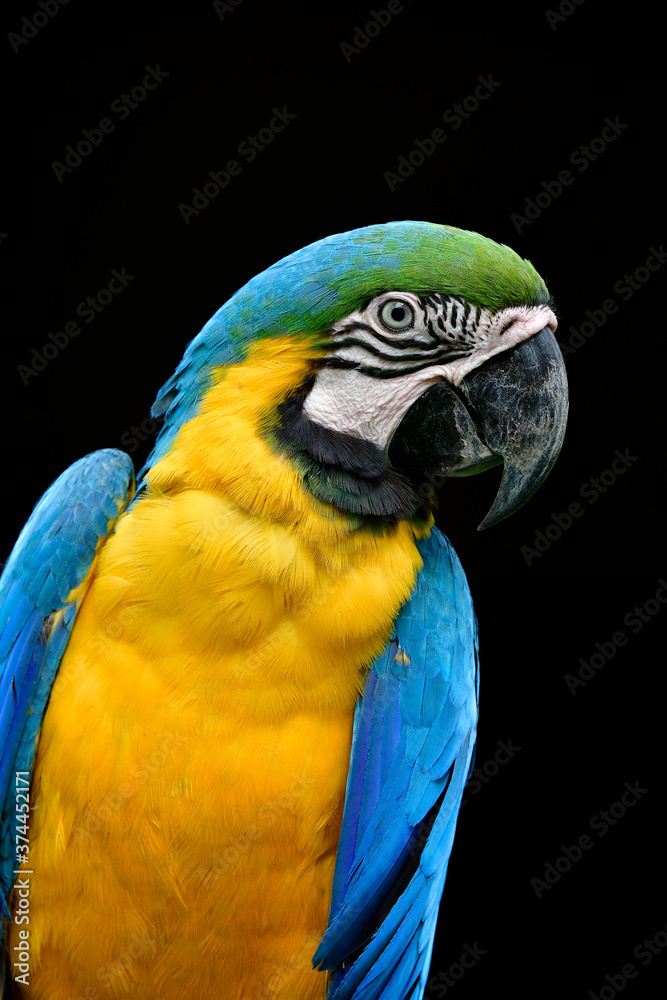blue and gold macaw parrot with happy face and eye staring at you