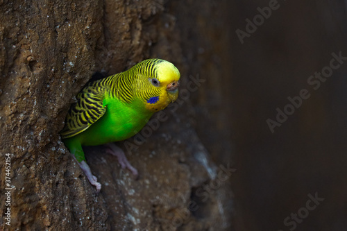 Budgerigar  Melopsittacus undulatus  long-tailed yellow green seed-eating parrot near the tree nest hole. Cute small bird in the habitat. Parrot in the nature habitat  Australia.