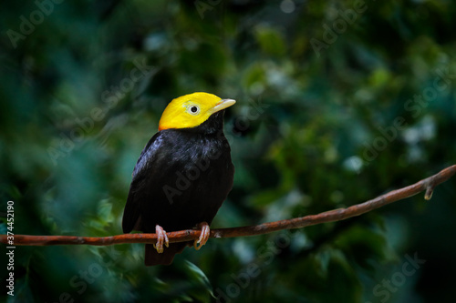 Golden-headed manakin, Ceratopipra erythrocephala, rare bizar bird, Amazon, Brazil in South America. Wildlife scene from nature. Birdwatching in Caribbean. Black bird with yellow head, nature.