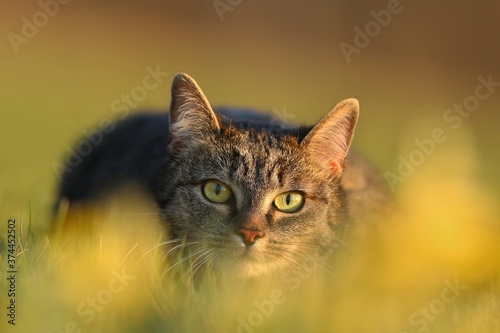Beautiful tabby cat lying in the grass. Feluis silvestris catus. European domestic cat.