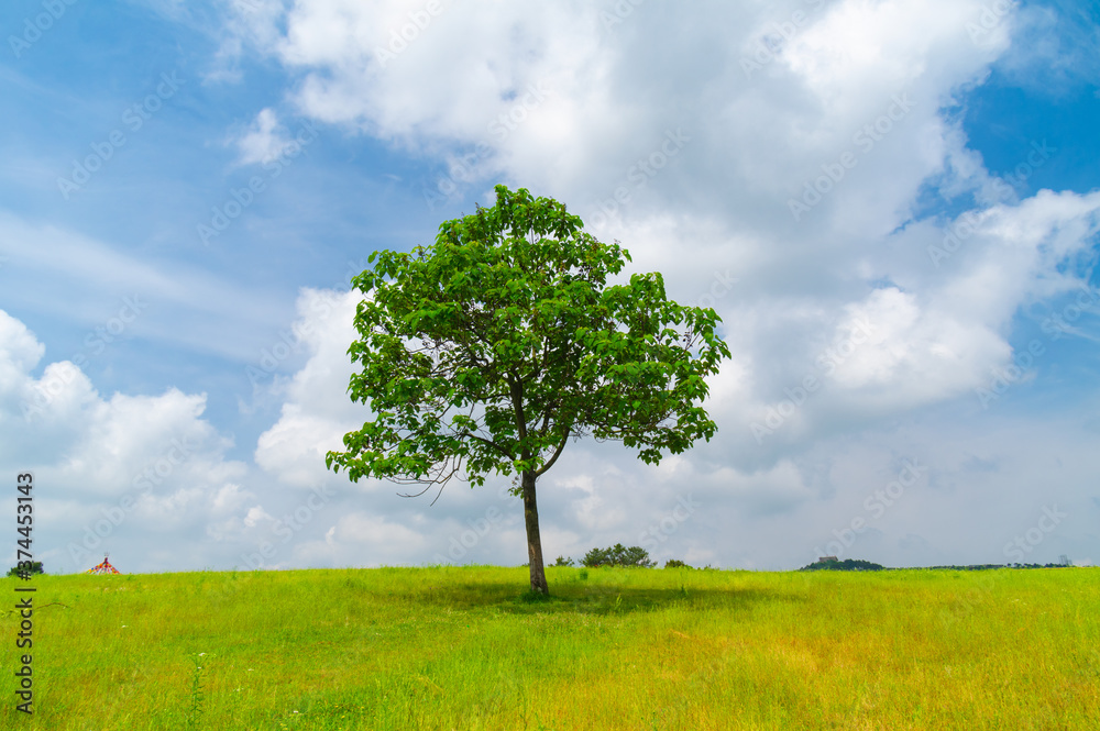 Obraz premium Early Summer scenery of Mulan grassland Scenic spot in Wuhan, Hubei Province, China