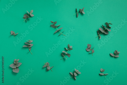 Eucalyptus leaves on green eco background. Flat lay, top view. Beauty care.