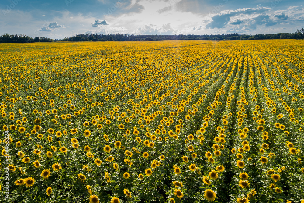 Aerial scenic view of blossoming sunflower field.