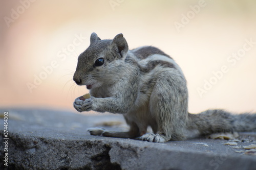 Indian palm squirrel or three-striped palm squirrel (Funambulus palmarum) -is a species of rodent in the family Sciuridae found naturally in India (south of the Vindhyas) and Sri Lanka.