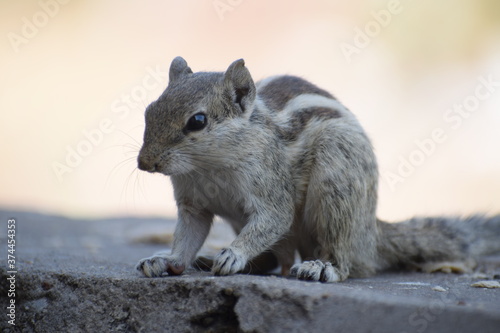 Indian palm squirrel or three-striped palm squirrel (Funambulus palmarum) -is a species of rodent in the family Sciuridae found naturally in India (south of the Vindhyas) and Sri Lanka.