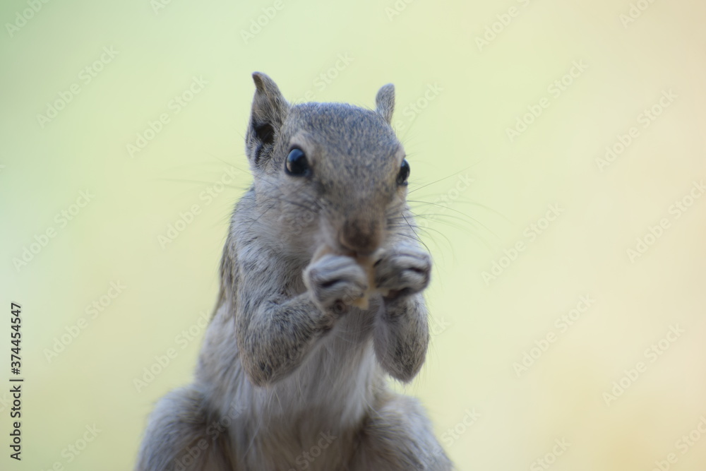 Fototapeta premium Indian palm squirrel or three-striped palm squirrel (Funambulus palmarum) -is a species of rodent in the family Sciuridae found naturally in India (south of the Vindhyas) and Sri Lanka.