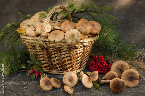 Autumn still life-Armillaria mellea mushrooms in a basket, on an old wooden background. Selective focus.
