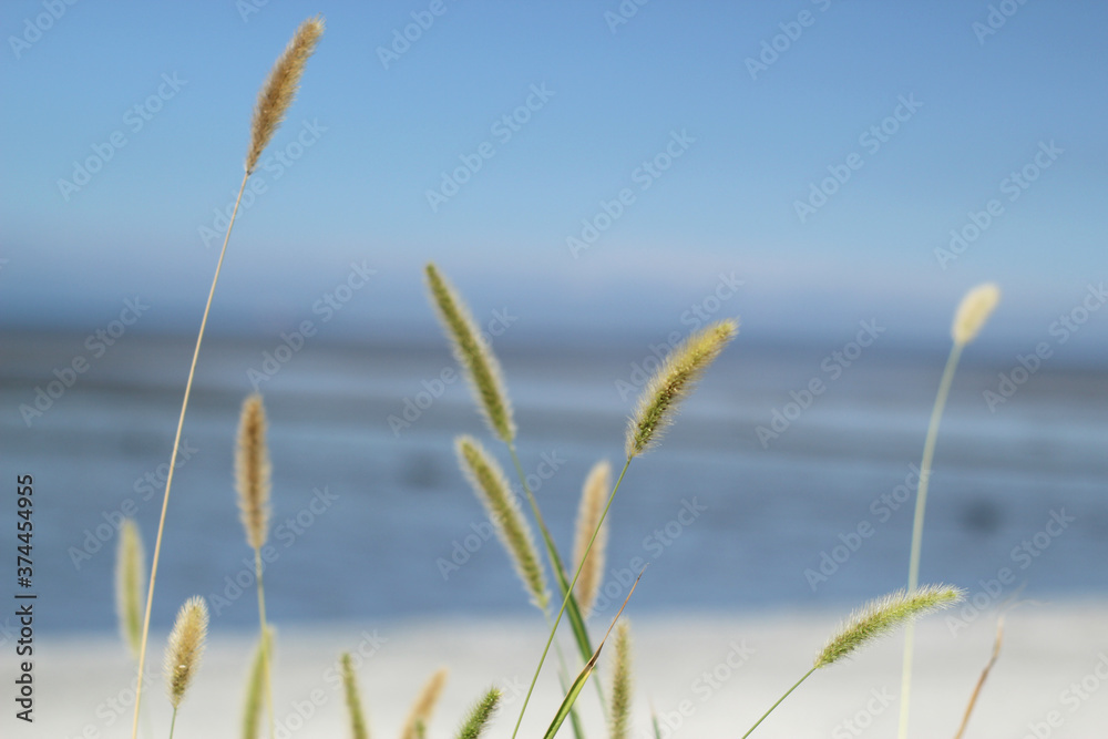 Fototapeta premium ears of wheat in the wind