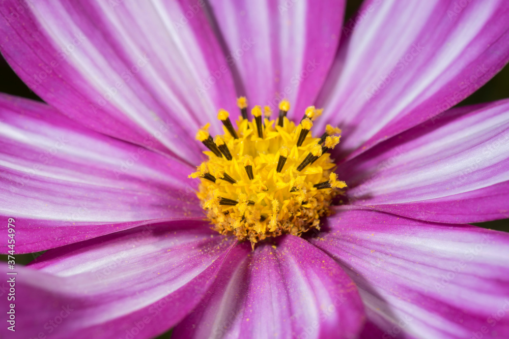 Pink Cosmos flower as a background texture. close-up, macro photo Pink Cosmos flower as a background texture. close-up, macro photo