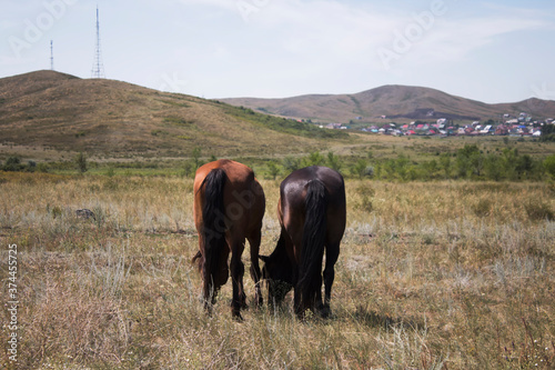 Two horses in the pasture. Brown horses.