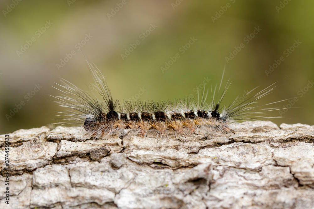 Image of Hairy caterpillar on tree on natural background. Insect. Worm. Animal.