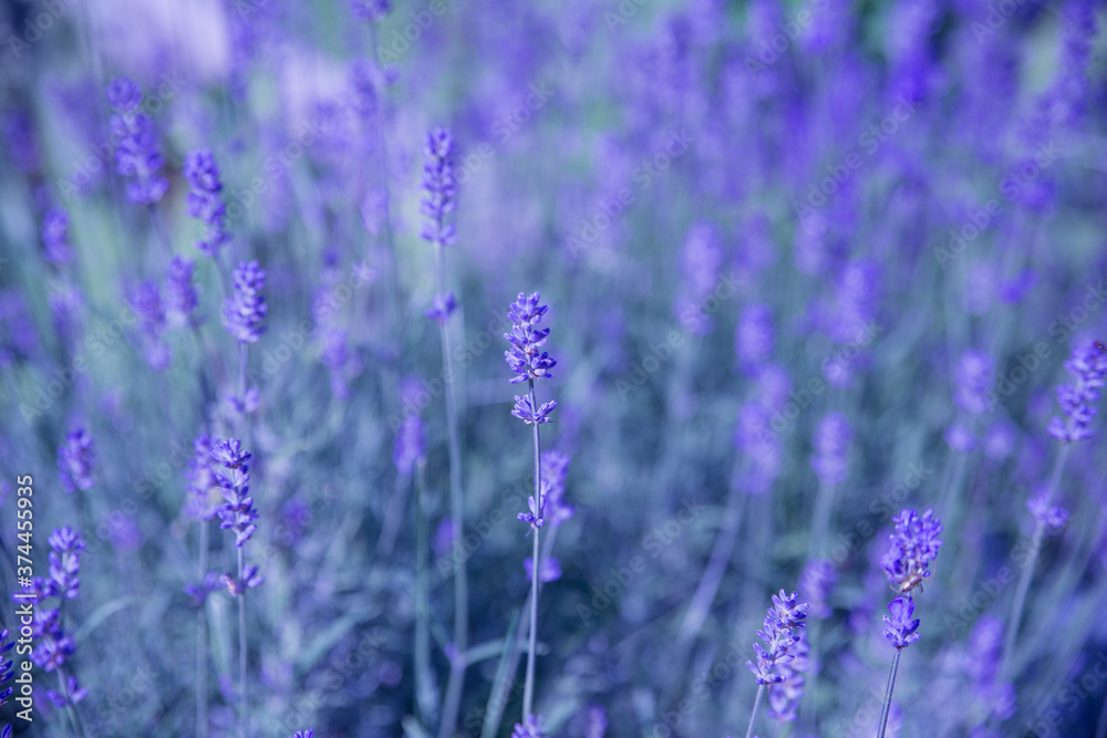 Fototapeta premium Blossoming blue lavender as a background texture. Soft selective focus.