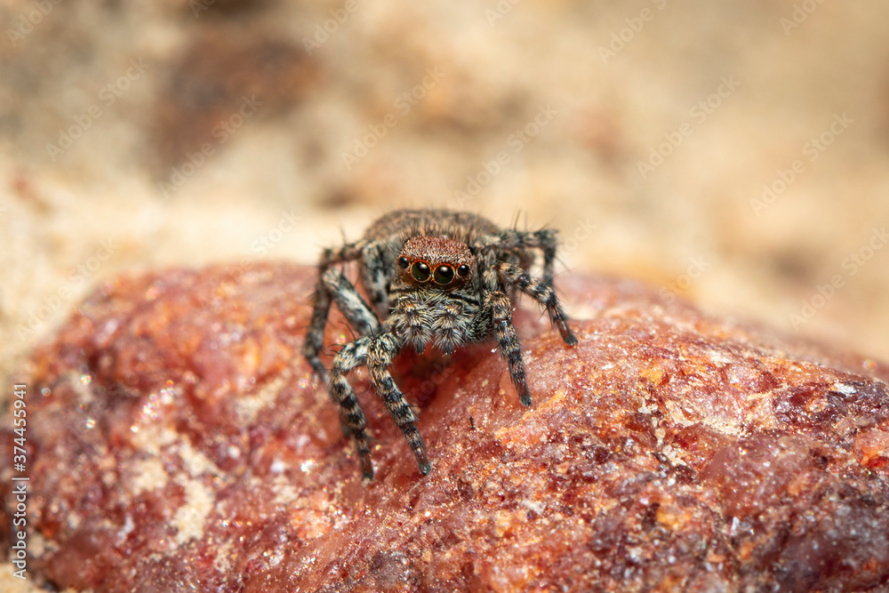 Image of jumping spiders (Salticidae) on a natural background., Insect. Animal. Image of jumping spiders (Salticidae) on a natural background., Insect. Animal.