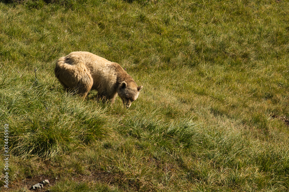 Fototapeta premium Der Braunbär