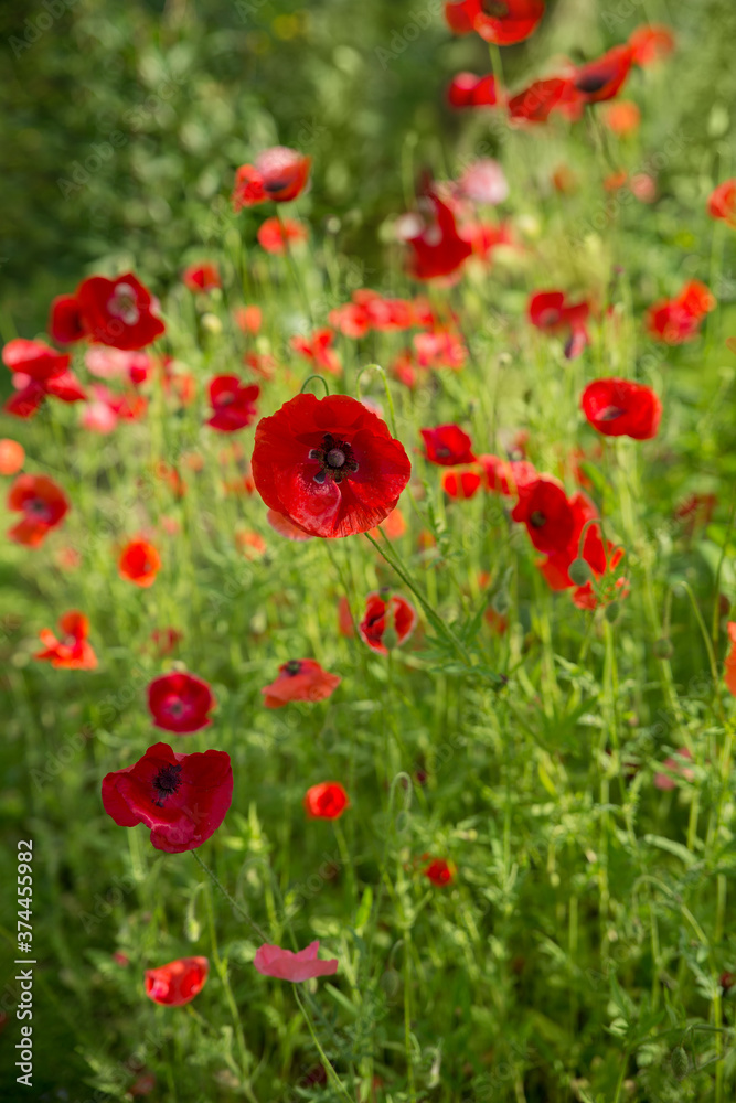 Blossoming red poppies watercolor photo. Soft selective focus.