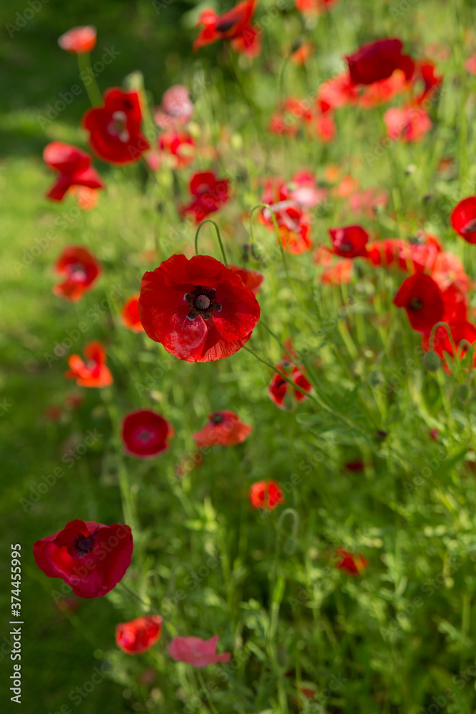 Fototapeta premium Blossoming red poppies watercolor photo. Soft selective focus.