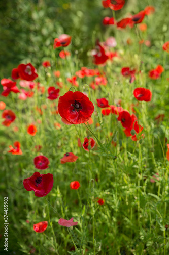 Blossoming red poppies watercolor photo. Soft selective focus.
