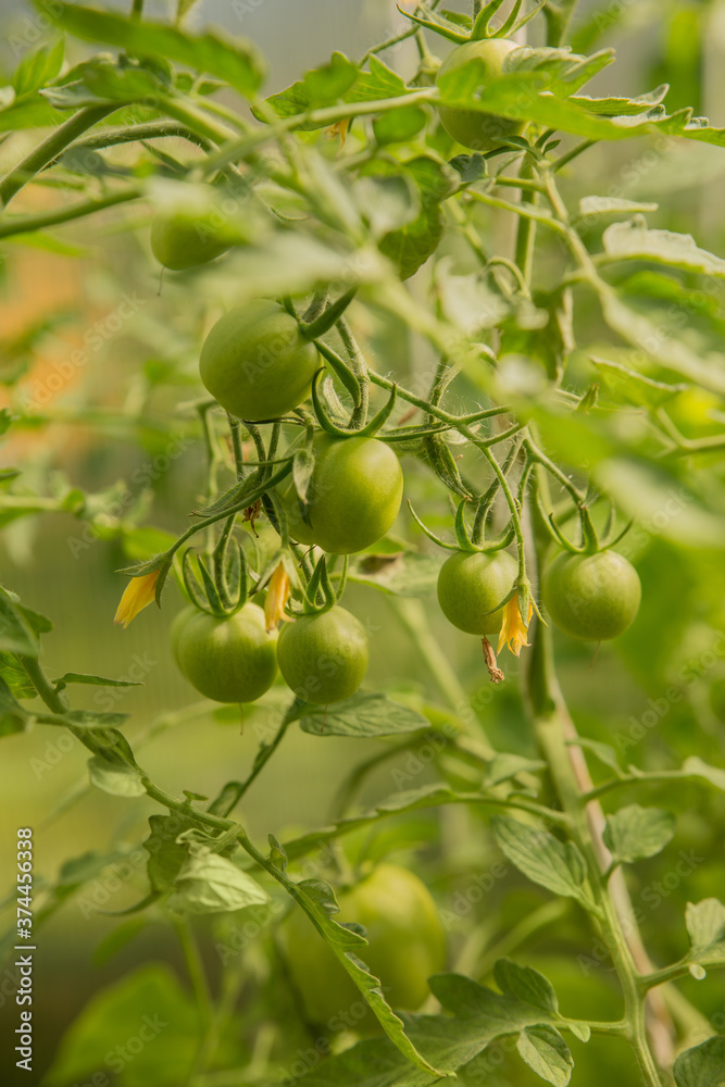 Green tomatoes on the bushes ripen in the sun Green tomatoes on the bushes ripen in the sun