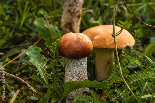 two mushrooms grow side by side in the green grass, the sun is shining