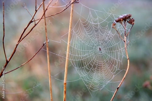 April in the landscape park, spring dawn, dew drops on a cobweb