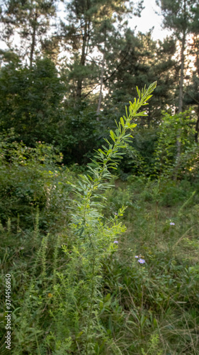 The Western Sword, which can be easily grown, has beautiful lush blade-shaped leaves.